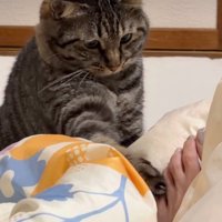足に触れる猫