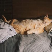 寝ている猫