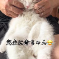 飼い主の膝の上でへそ天をしている子猫