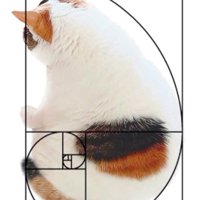 座る猫の後ろ姿