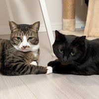 向かい合って寝そべるキジ白猫と黒猫