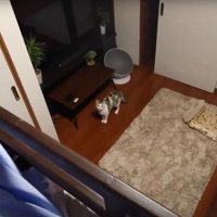 見上げている猫