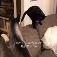猫の後ろに回り込む犬