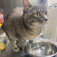 目が点になる猫