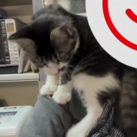 肩に乗っている猫