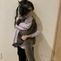 抱っこされる子猫