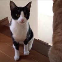 飼い主を見つめるハチワレ猫