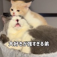 マンチカンの毛づくろいをする子猫