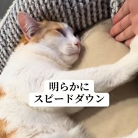 ベッドの中でふみふみしている猫と手のひらをさしだす飼い主