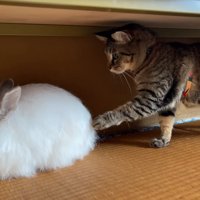 ウサギに触る猫