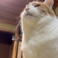 下からのアングル