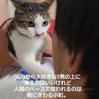イカ耳の猫