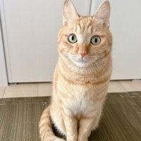 カメラ目線の猫