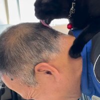 頭を舐める黒猫