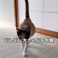 しっぽを立てて歩いてくる猫