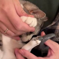 爪を切られる猫