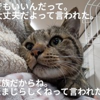 家の中にいる猫の顔