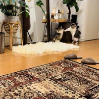 兄ミヌエットに猫パンチをする妹ミヌエット