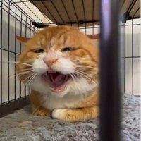 香箱座りをしている猫