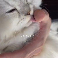 飼い主の手を舐める子猫