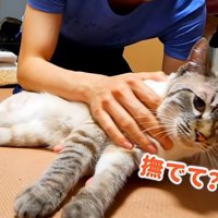 甘える猫