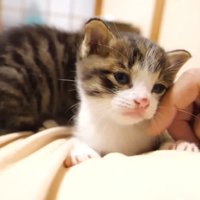 頬をなでなで
