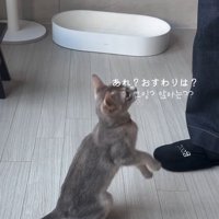 お座りをしてすぐに立ち上がる猫