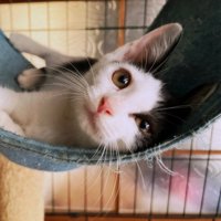 ハンモックに乗る子猫
