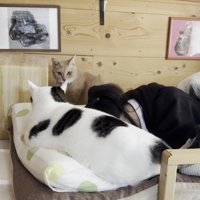 寝る娘さんを見守る2匹の猫