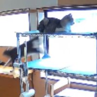 室内にいる猫たち