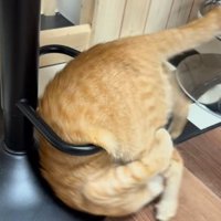 輪っかをくぐる猫