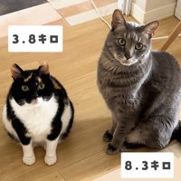 並んで座る2匹の猫