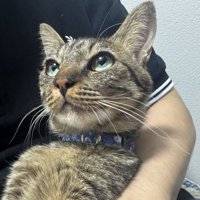 キョトンとした顔で飼い主を見つめる猫