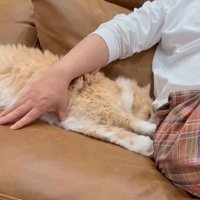 人の足に両手を伸ばす猫