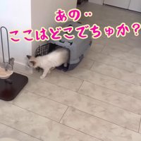 あの…