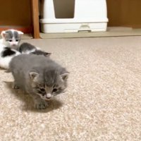 絨毯を歩いてくる子猫