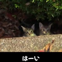 目を丸くする子猫