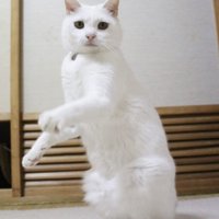 体は斜めで2本足で立って顔はカメラ目線の猫