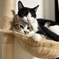 ハンモックに重なって入る2匹の猫