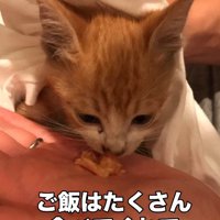 ごはんを食べる猫