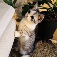 ソファに手をついて立つミヌエット