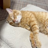 快適猫