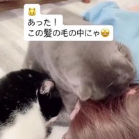 2匹の猫に甘えられる飼い主