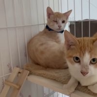 ケージの中にいる2匹の猫