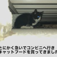 床下にいる子猫
