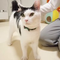 甘え中のホルンくん