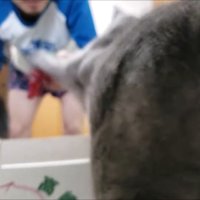 左前足でパンチ