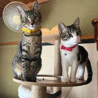 キャットタワーの上に座っている2匹の猫