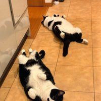 床の上に仰向けになって寝転がる2匹の猫