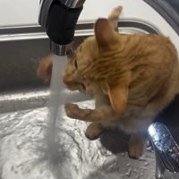 流れる水の様子をのぞき込む猫